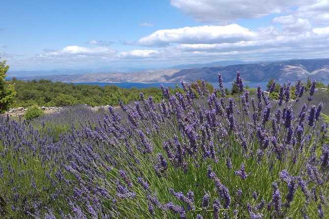 split to hvar day trip with lavender fields