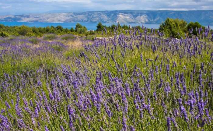 Split to Hvar Day Trip with a visit to Lavender fields ꟾ Croatia Private Tours