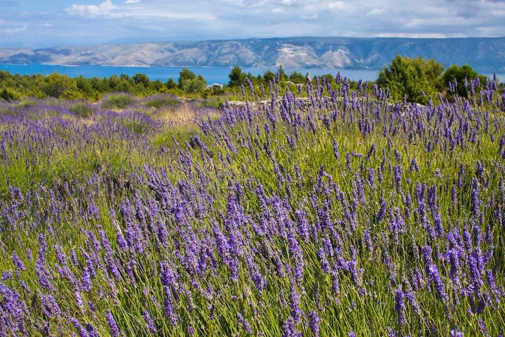 Split to Hvar Day Trip with a visit to Lavender fields ꟾ Croatia Private Tours